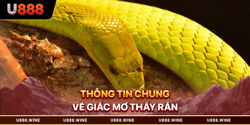 Thông tin chung về giấc mơ thấy rắn